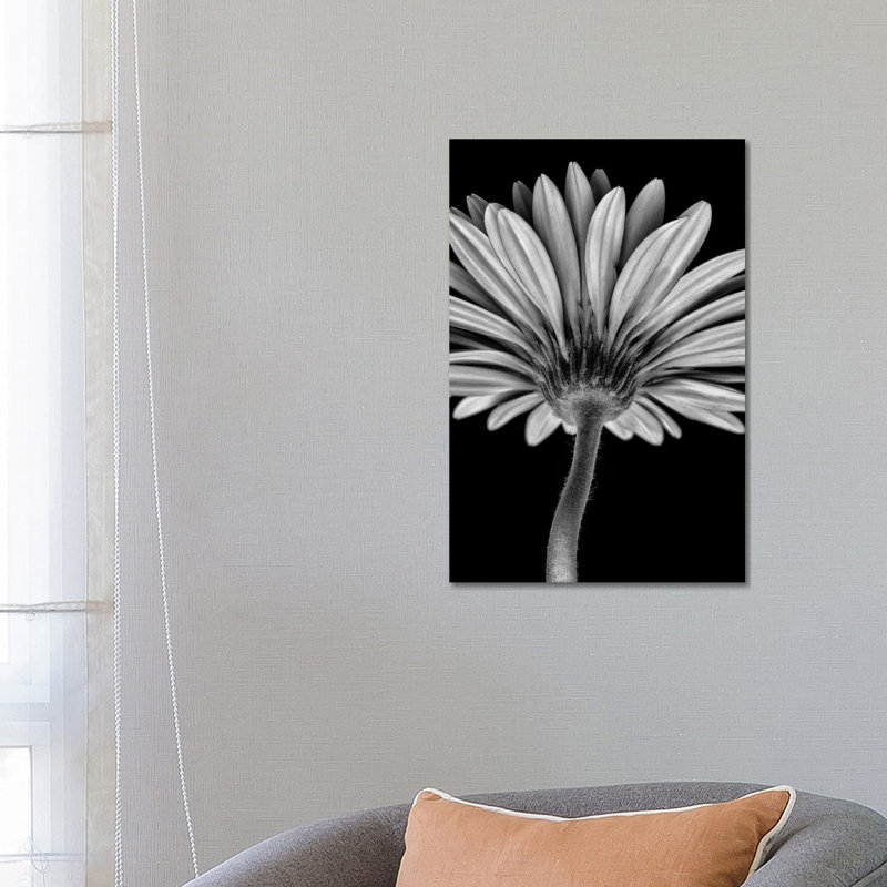 Bw Gerber Daisy by Glauco Meneghelli - Wrapped Canvas Print, 66.04 cm H x 45.72 cm W
