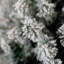 FROSTED ANDERS FIR - Artificial Christmas Tree-1917098834