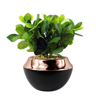 Annistin 22cm Plant