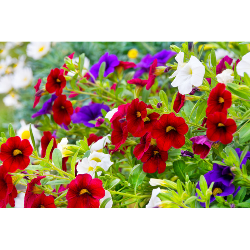 Petunia Garden Flowers by Santje09 - Wrapped Canvas Print, 30cm H x 46cm W
