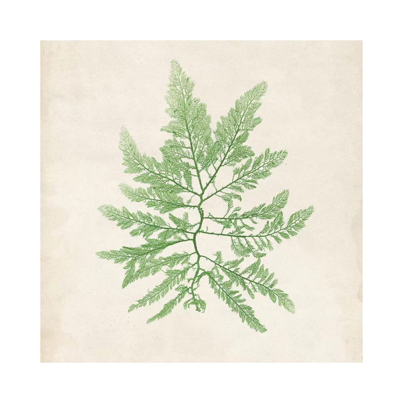 Peridot Seaweed II by Vision Studio - Wrapped Canvas Gallery-Wrapped Canvas Giclée, 30.48cm H x 30.48cm W