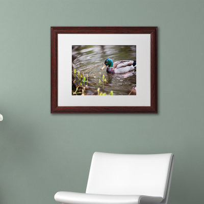 Joden Mallard' by Jason Shaffer Framed Photographic Print