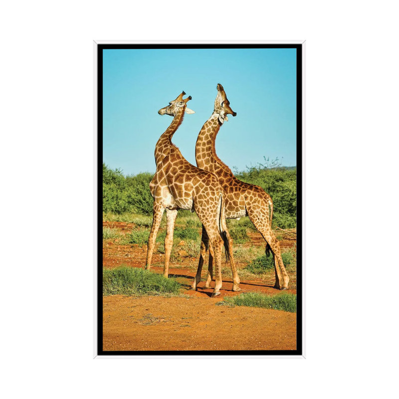 African Bull Giraffes Fighting 1 Piece Wall Art on Canvas, 101.6 cm H x 66.04 cm W, White Framed