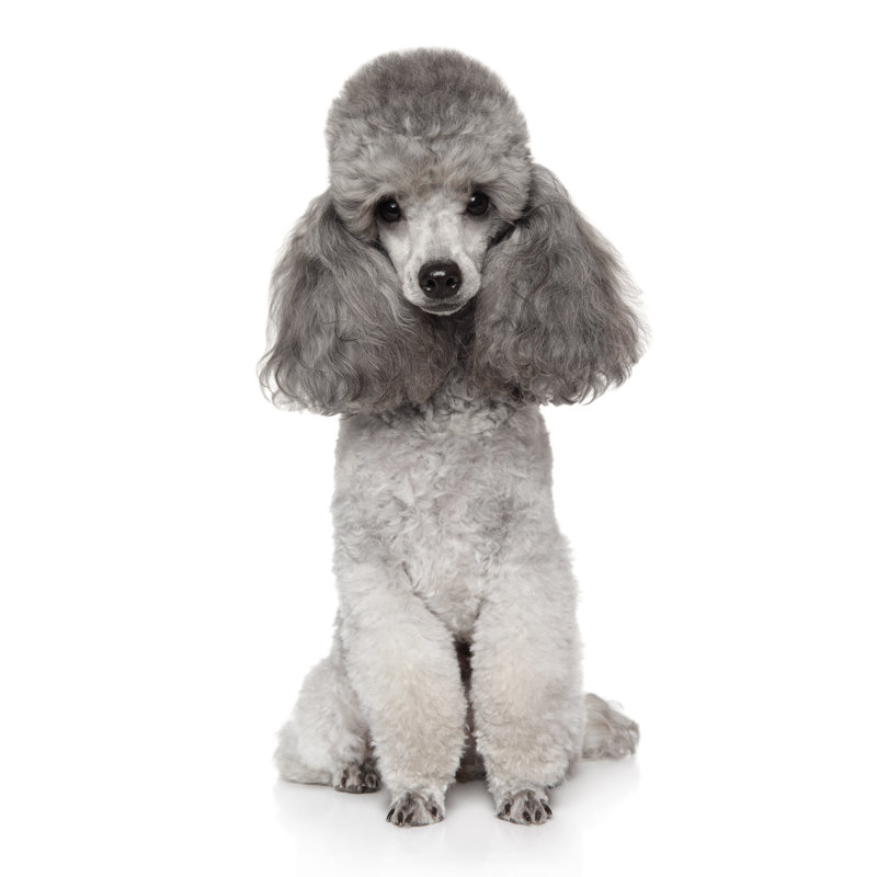Gray Toy Poodle Dog by Fotojagodka - Wrapped Canvas Print, 76cm H x 51cm W