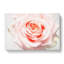 Pale Pink Rose - Wrapped Canvas Print-56629663