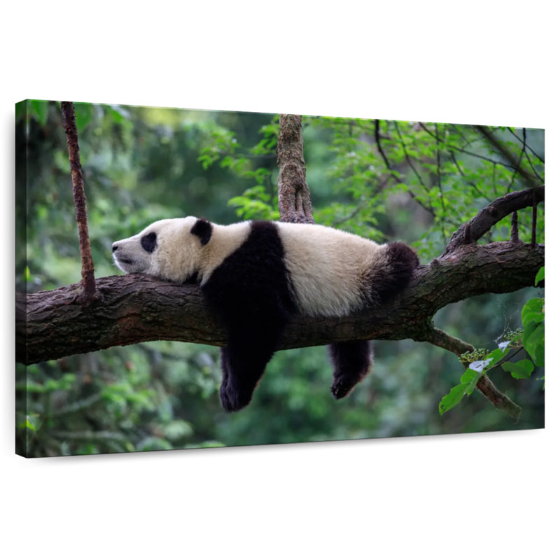 Panda Sleeping On Tree, 8" H x 12" W
