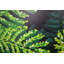 Ferns Painting by Sie Douglas-Fish