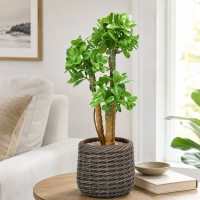 Plante artificielle extra grande feuille d'eau 2 pi vert 3: 6 couches en pot tissé brun, plantes de cactus artificielles pour plantes grasses