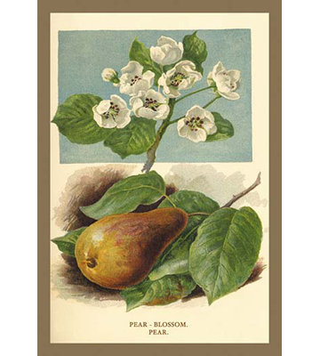 «la poire-fleur. "poirier." par w.h.j. boot», impression sur image