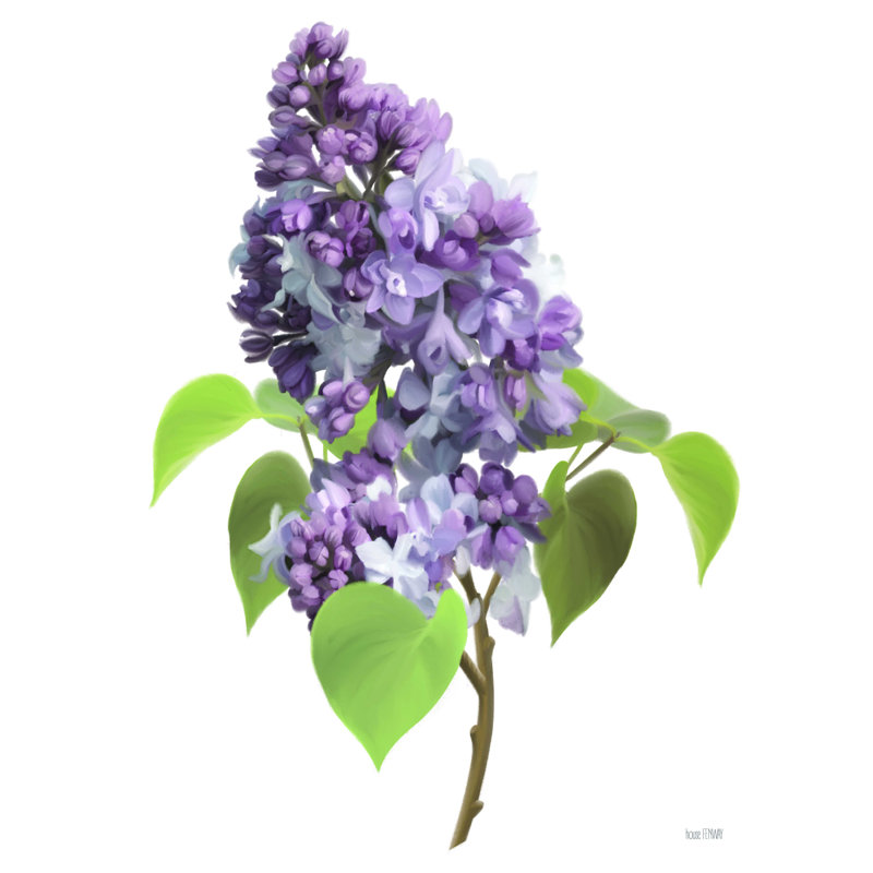" Lilac Stem " by House Fenway, 48" H x 36" W  