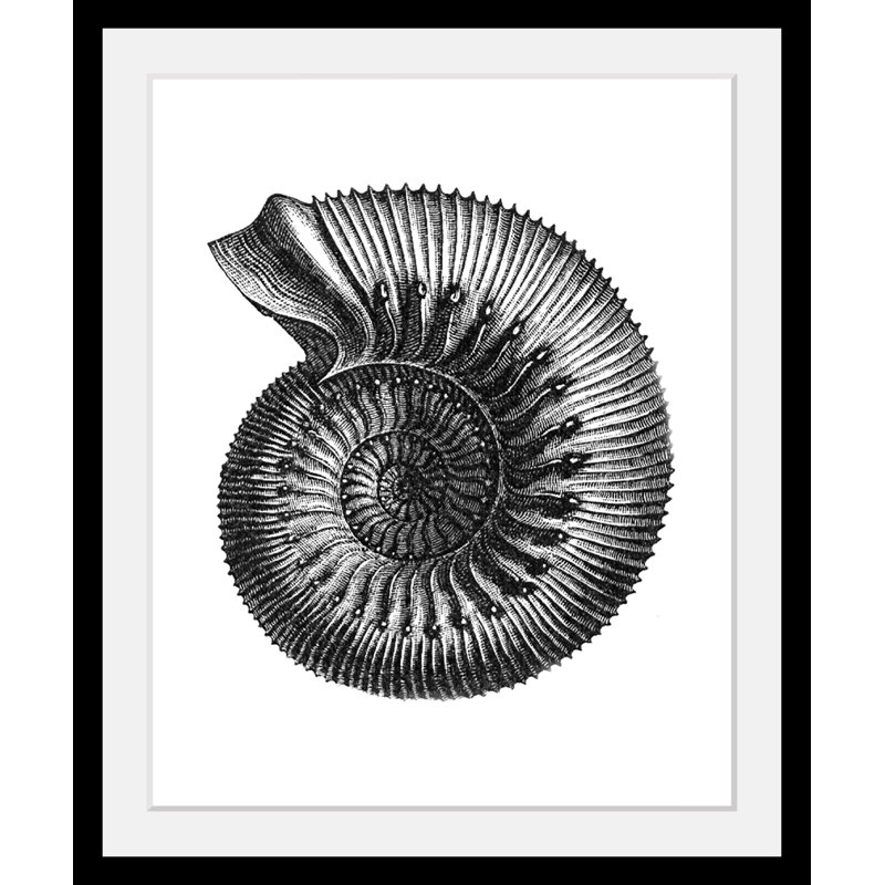 Shell - Single Picture Frame Print