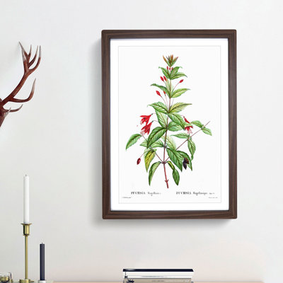 Fuchsia Flowers by Pierre-Joseph Redoute - Picture Frame Painting Print