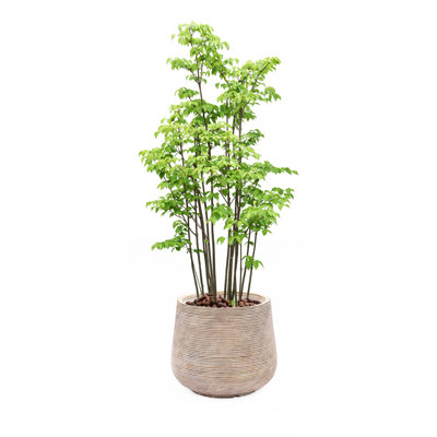Paloma Handmade Pot Planter