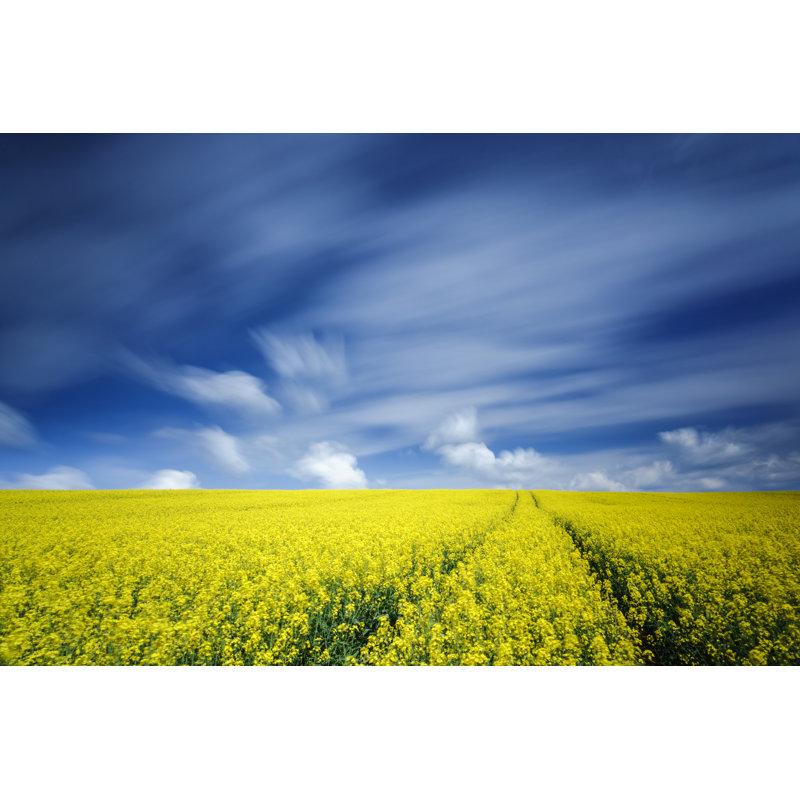 «Rape Field» par Mliberra - photographie sur toile tendue, L 12 po x H 8 po