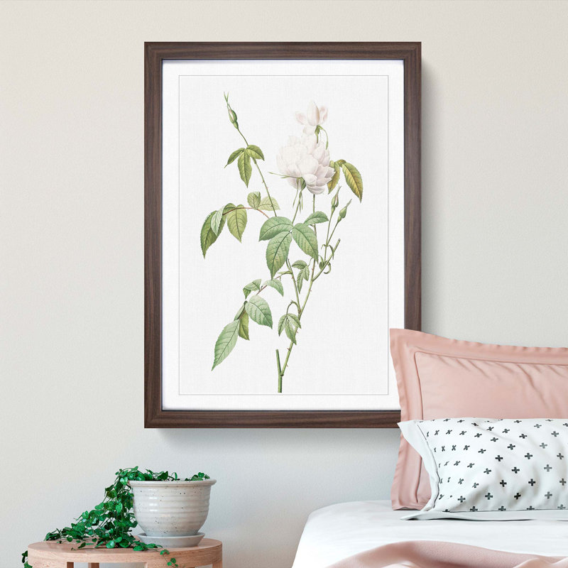 Bengal Rose in White by Pierre-Joseph Redoute - Framed Print, 33cm H x 24cm W x 2cm D, Walnut Framed