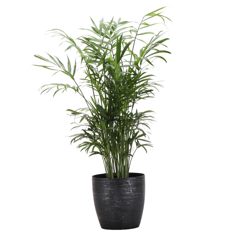 Live Neanthe Bella Palm Plant in Classic Pot, Brushed Silver