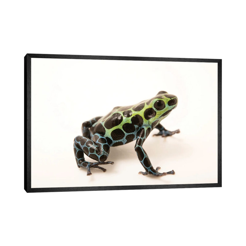 A Splash-Back Poison Frog At The Houston Zoo by Joel Sartore - Gallery-Wrapped Canvas Giclée on Canvas, 66.04cm H x 101.6cm W