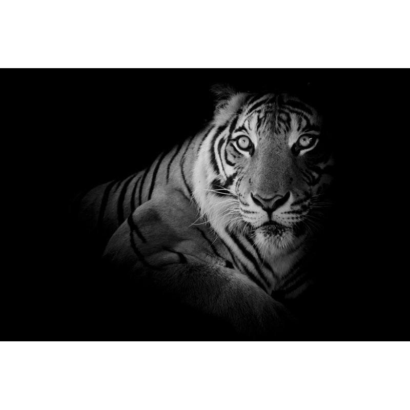 Tiger, 51cm H x 76cm W