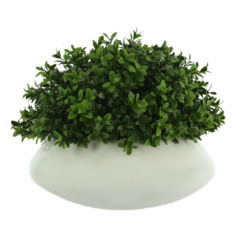 11'' Faux Boxwood Plant in Fiberstone Planter