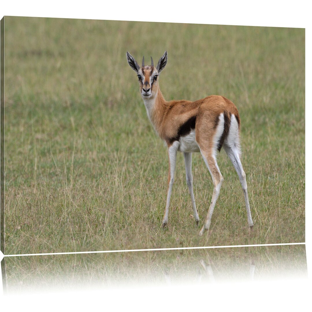 Leinwandbild Prächtige Gazelle auf Wiese