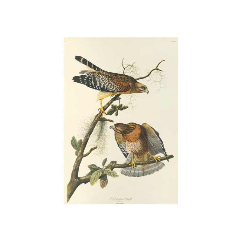 Red Shouldered Hawk Print by James Audubon, 35" H x 24" W x 1.5" D , Glass Coat