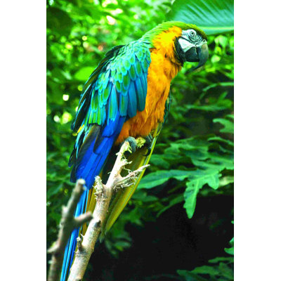 Oiseau tropical