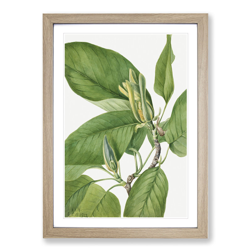 Cucumbertree by Mary Vaux Walcott - Picture Frame Graphic Art, Oak Framed, 65cm H x 48cm W x 2cm D