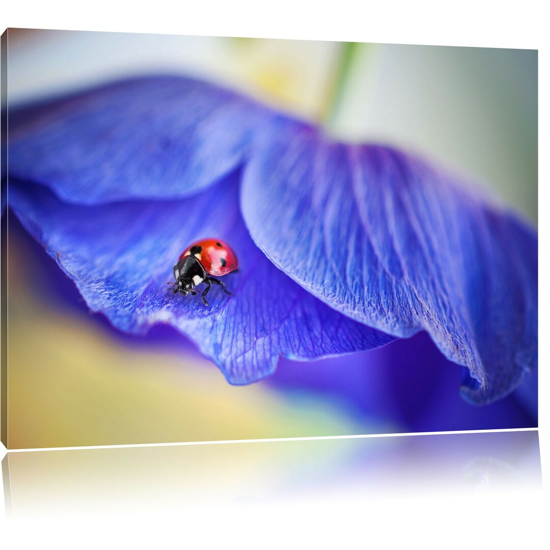 Leinwandbild Marienkäfer auf lila Blüte