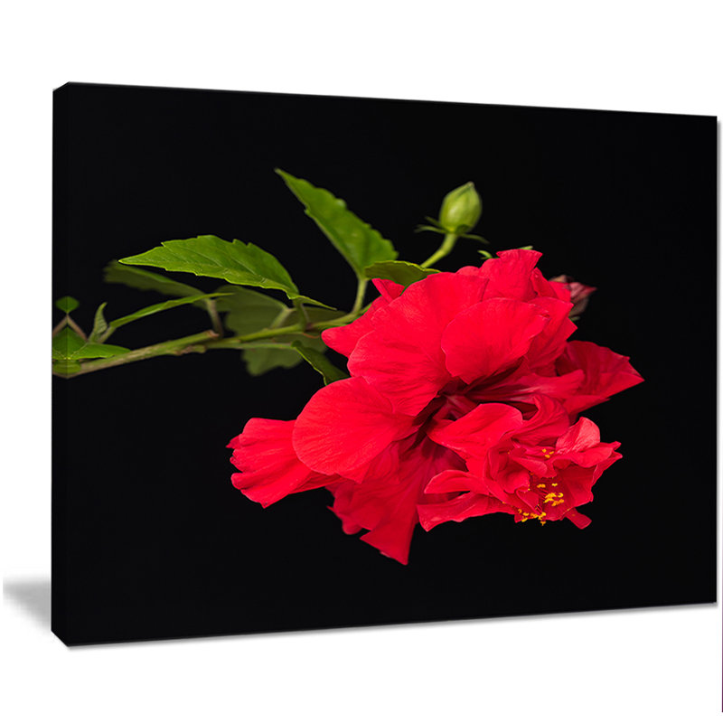 Hibiscus rouge vif sur fond noir - impression sur toile tendue, H 20 po x l 20 po x P 1 po