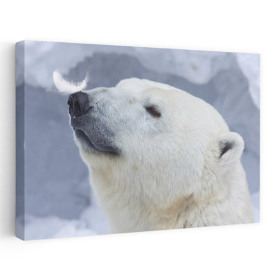 Gentle Polar Bear Feather Delicate Peaceful Serene Bear Nature Portrait Wall Art Print 1 Piece Wrapped Canvas Wall Art