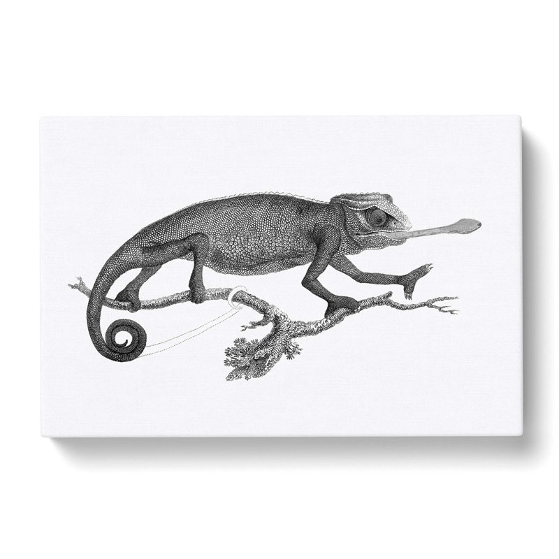 Chameleon in Black & White by George Shaw - Wrapped Canvas, 40cm H x 60cm W x 3cm D