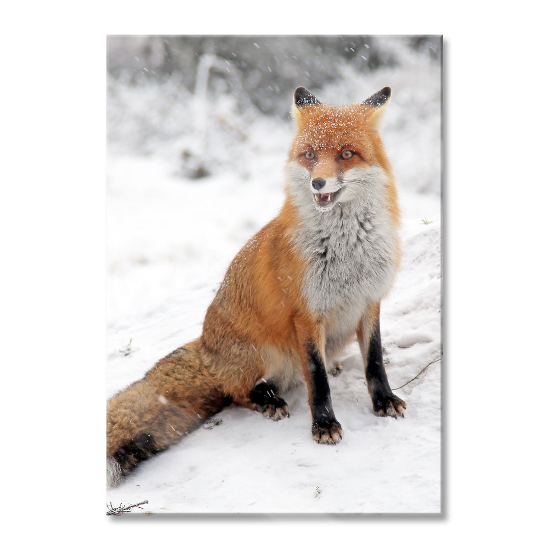 Glasbild Fuchs im Schnee