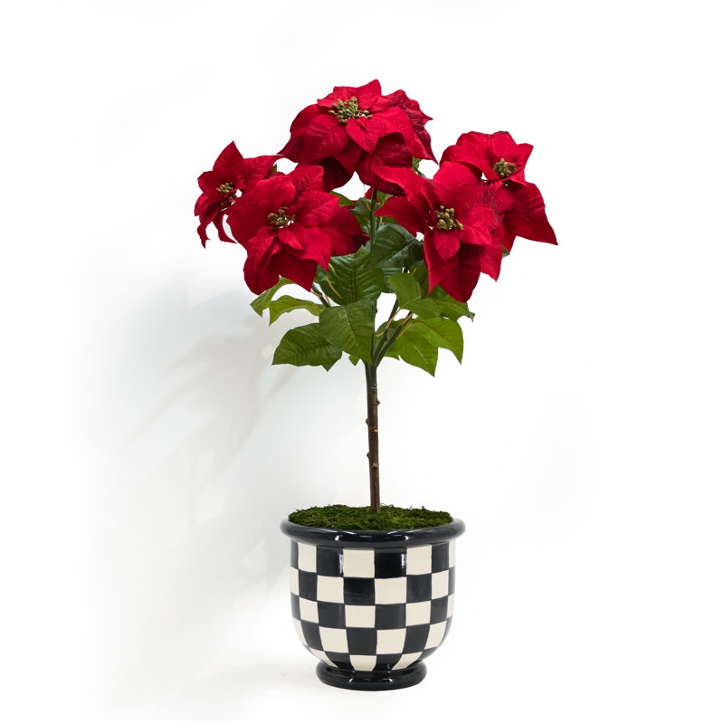 POINSETTIA DANS UN BOL EN CARRIÈRE