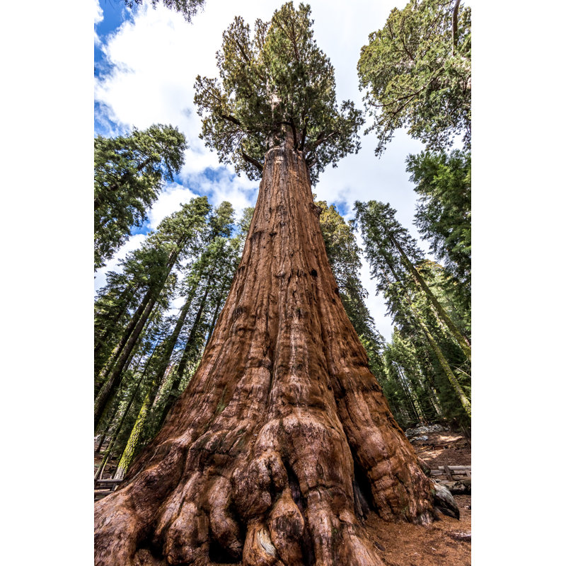 Adisynn " General Sherman Tree In Giant Sequoia Forest " by Petrenkoua, 24" W x 36" H