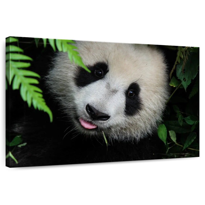 Panda Surprise, 20" H x 30" W