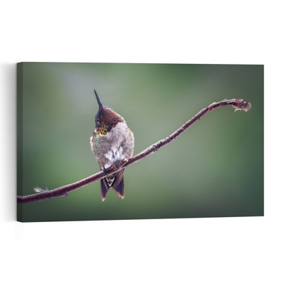 Delicate Hummingbird Perched Delicate Peaceful Serene Hummingbird Bird Nature Wildlife Wall Art Print by Atul Saluja - Print
