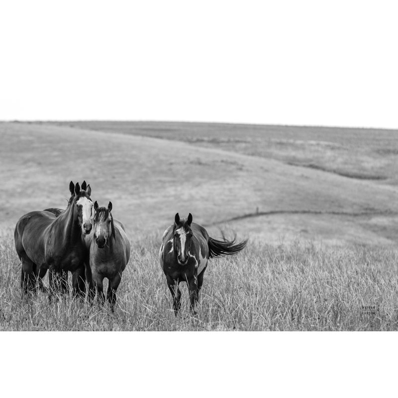 Josanne " Montana Moves " by Nathan Larson, 8" H x 12" W