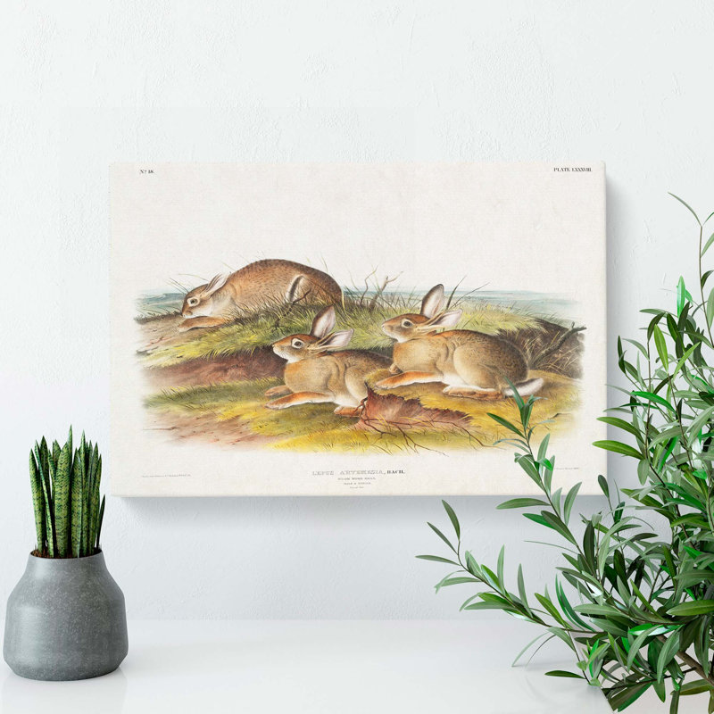 Warm Wood Hare by J.W. Audubon - Wrapped Canvas, 35cm H x 50cm W x 3cm D