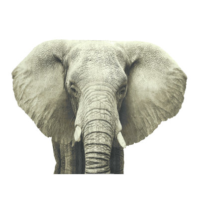 Éléphant blanc-grège