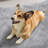Gennine Faux Sheepskin Indoor Rug-649526886