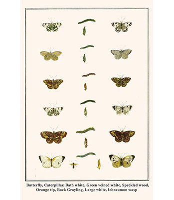 Chenille de bain papillon blanc/vert/impression d’art graphique