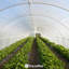 Toile de serre en plastique 6 mil Fencer Wire-98951230