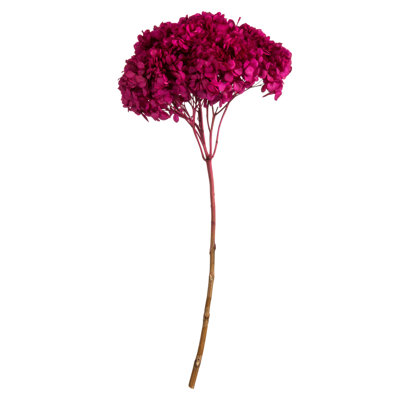 Natural Botanicals 15" Hydrangea with Multiple Branch Segments, Preserved