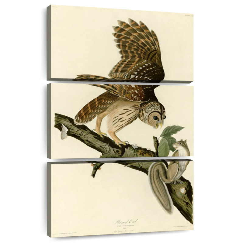 Chouette rayée d'oiseaux d'Amérique, H 38 po x l 24 po