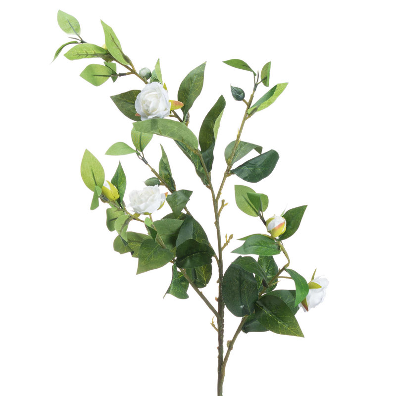 Anastasija Arrangement