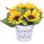 11,8 Plante