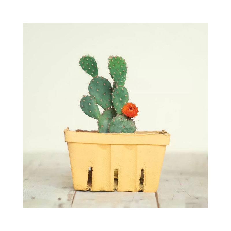 Cactus In Crate III by Mandy Lynne - Wrapped Canvas Print, 30.48 cm H x 30.48 cm W