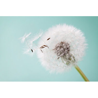 " Dandelion "