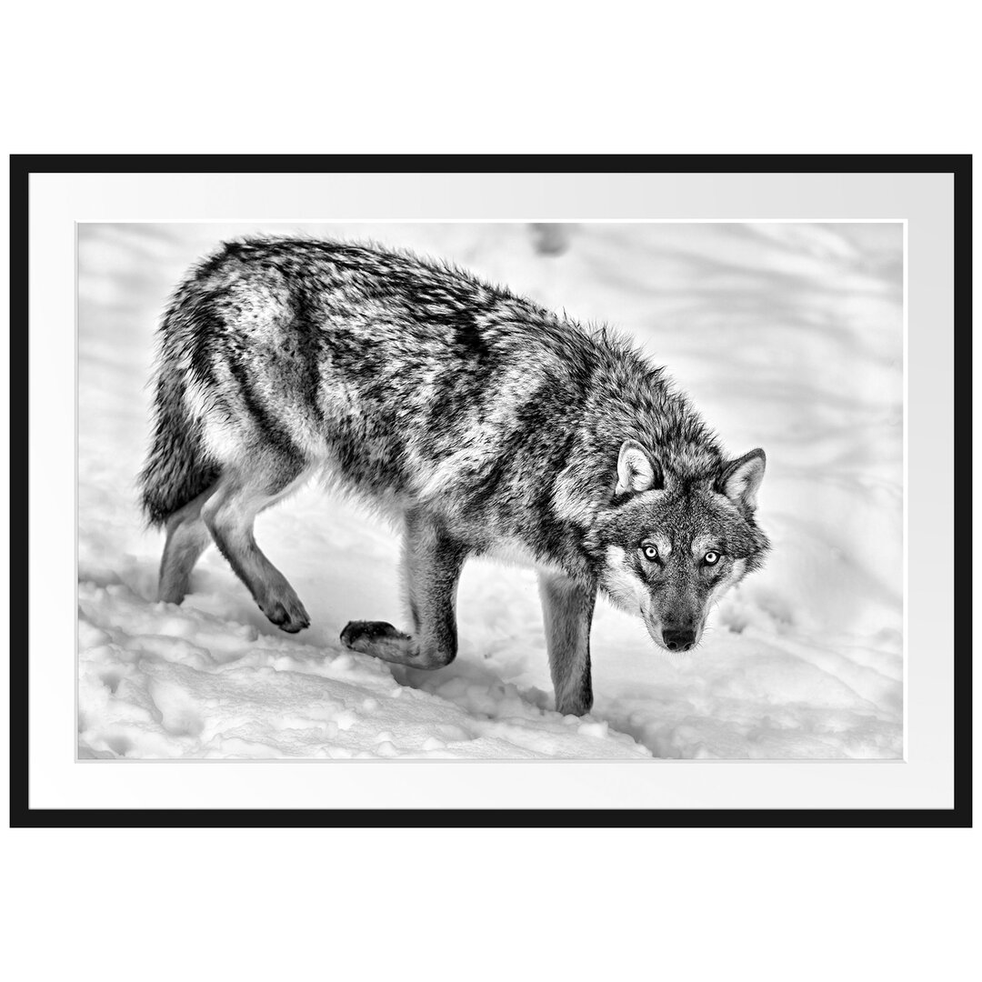 Seltener Wolf im Schnee Gerahmter fotografischer Kunstdruck Poster