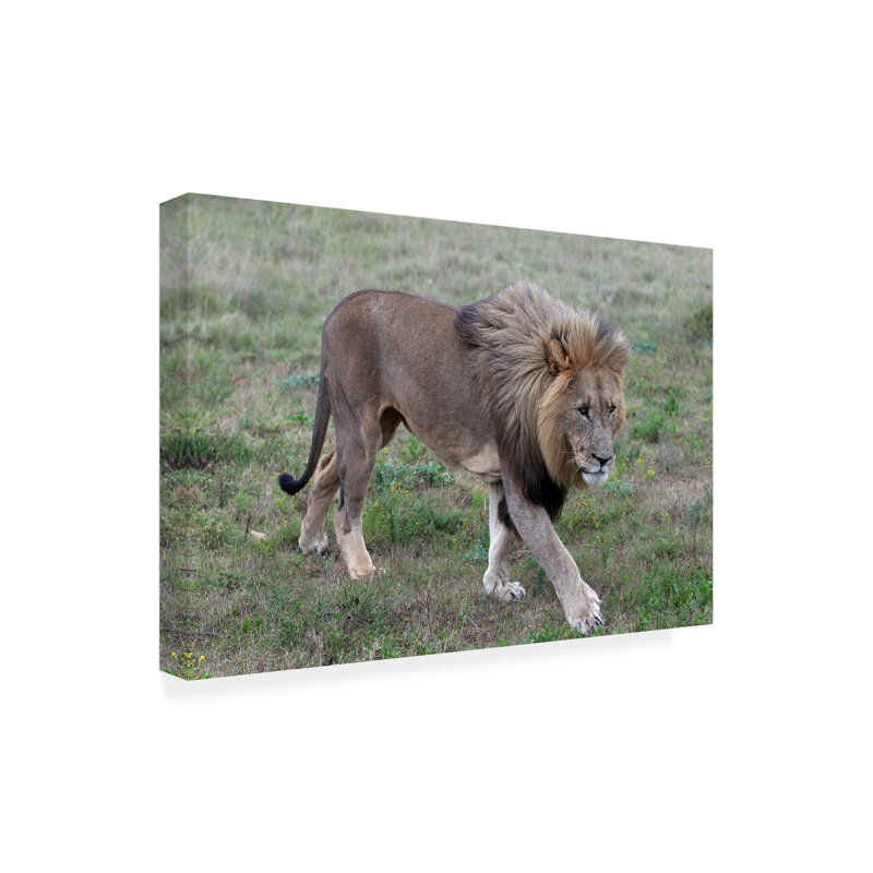 Art sur toile, «Bob Bob Langrish Lions», H 16 po x l 24 po